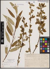 Foto von Salix fragilis L.